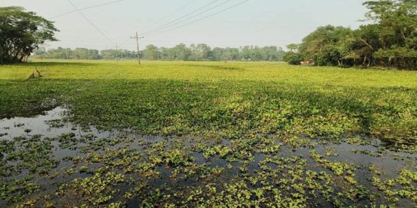হাজীগঞ্জে ৩৫ একর কৃষি জমিতে পানিবদ্ধতা