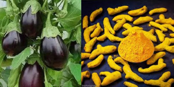 হলুদের সঙ্গে বেগুন চাষ কৃষিতে নতুন সম্ভাবনা