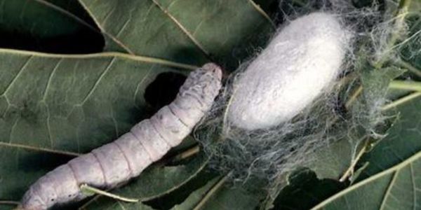 কৃষকের রেশম চাষে এমন বাধা কেন