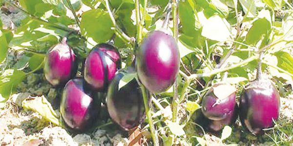 কীটনাশক ব্যবহার কমাতে পারে বিটি বেগুন চাষে