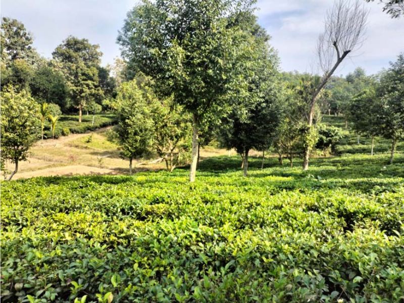 খাগড়াছড়ির বুকে চা বাগানে সম্ভাবনার নতুন দিগন্ত