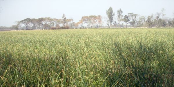 মিলছে ভালো দাম, রসুন চাষে ঝুঁকছেন কৃষকরা