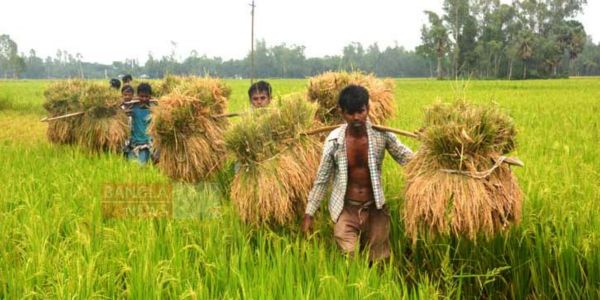 কমেছে কৃষিঋণ বিতরণ, এখনো শুরুই করেনি চার ব্যাংক 