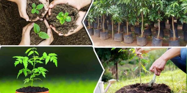 গাছ কখন কোথায় রোপণ করতে হয়