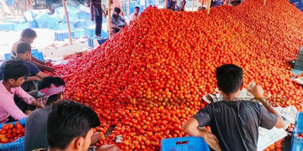 দিনাজপুরে গ্রীষ্মকালীন টমেটোর বাম্পার ফলন