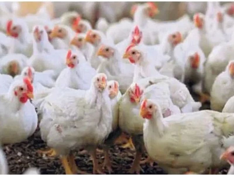 ১০ দিনে ২০০ কোটি টাকার মুরগি মরেছে