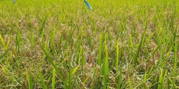 দিনাজপুরের কৃষকরা ইরি বোরো ধান কাটার প্রস্তুতি নিচ্ছে