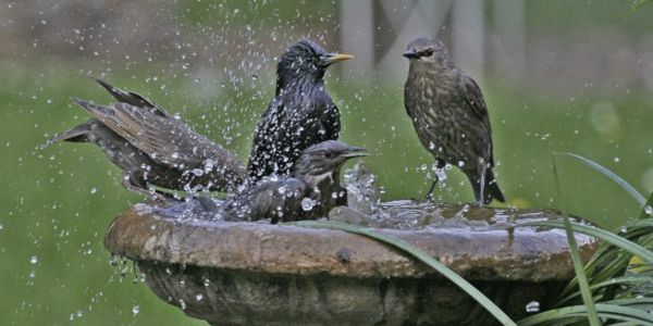 দাবদাহে ঝিনাইদহে প্রশংসনীয় উদ্যোগ