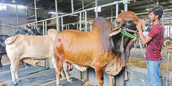 চকরিয়া উপকূলে চারণভূমির সংকট, কমছে পশুপালন
