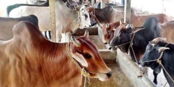 কোরবানির জন্য গরু আমদানির পরিকল্পনা নেই সরকারের