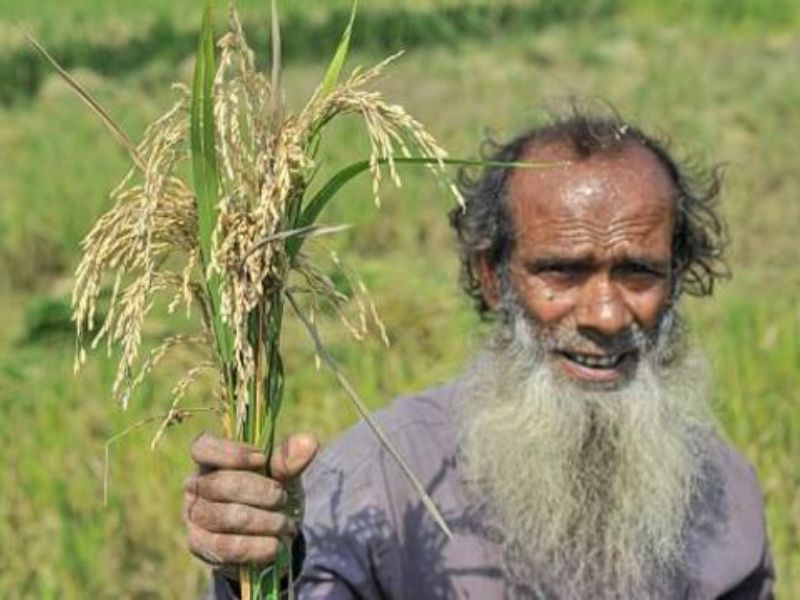 বোরোর হিট স্ট্রোক মোকাবেলায় করণীয়