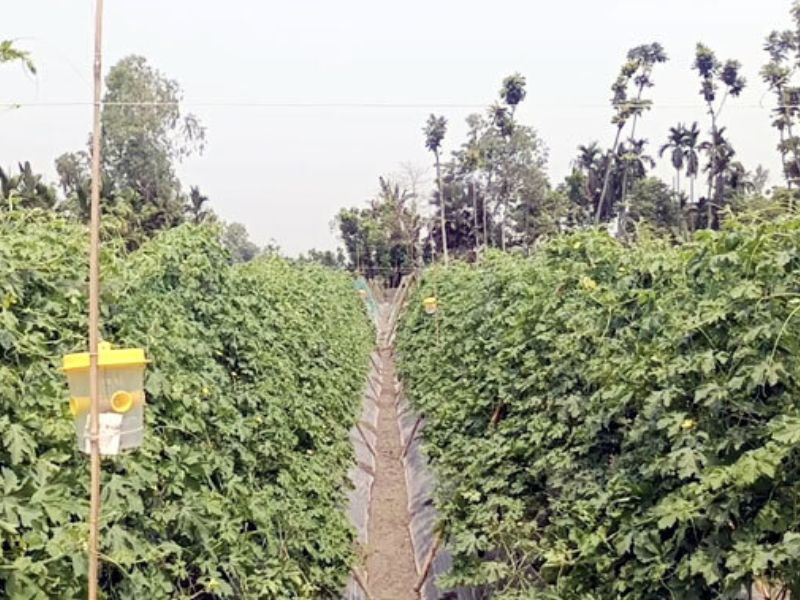 বিষমুক্ত সবজি চাষে বদলে যাচ্ছে গ্রামীণ কৃষি