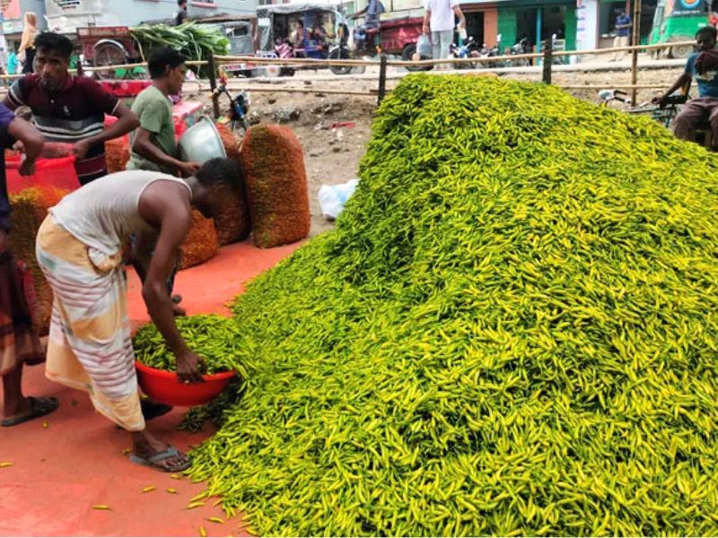 মরিচের কেজি ১৫ টাকা হতাশ চাষিরা