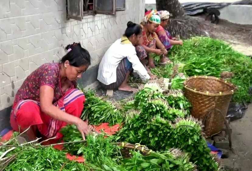 রাঙামাটিতে বিলেতি ধনিয়া পাতার চাষ
