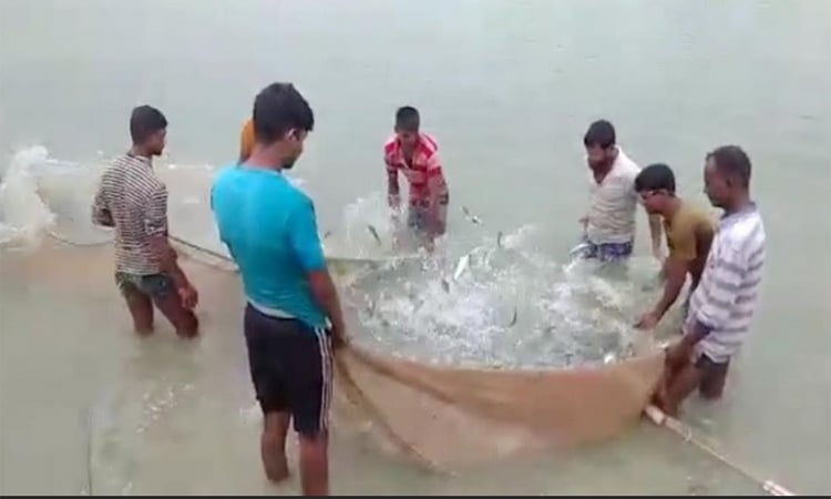 পার্বতীপুরে মৎস্য সম্প্রসারণ বীজ উৎপাদনে সফলতা