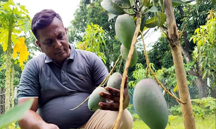 ‘মিয়াজাকি’ আমে মির্জা গালিবের চমক