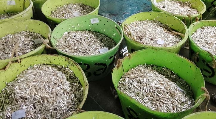 বিদেশে রপ্তানি হচ্ছে কাপ্তাই হ্রদের মাছ