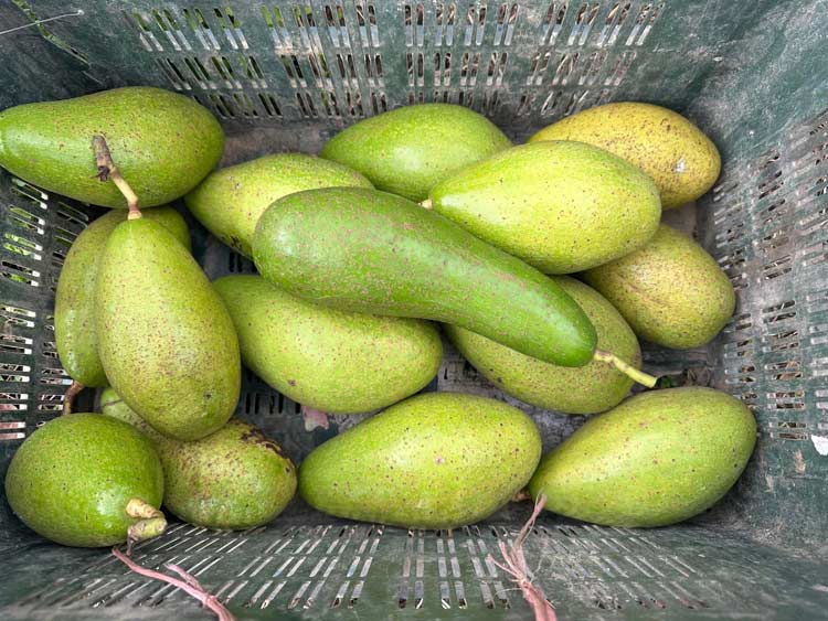 মিরসরাইয়ে চাষ হচ্ছে ইন্দোনেশিয়ার অ্যাভোকাডো  