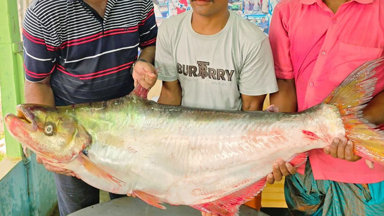 পদ্মার ১১ কেজির ঢাই মাছ ৪৬ হাজার টাকায় বিক্রি