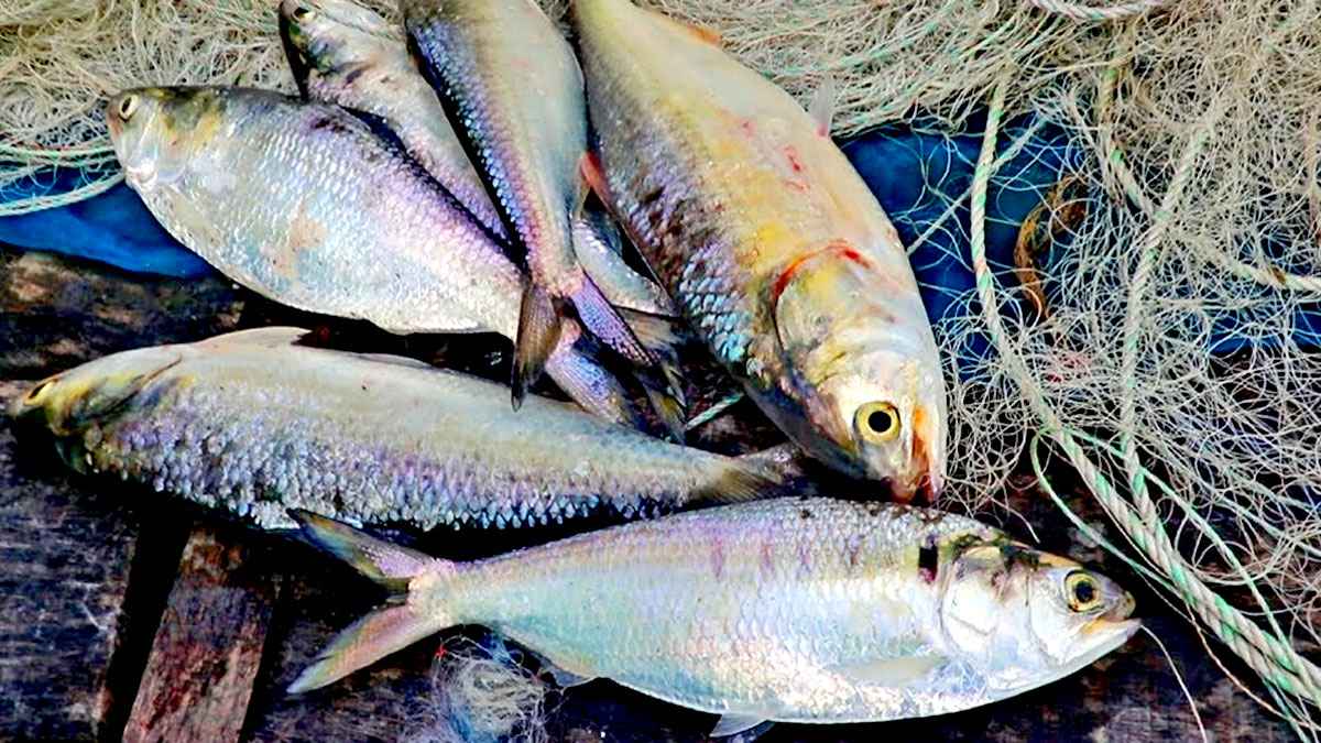 বরিশালে মা ইলিশ নিধন ঠেকাতে পাহারায় থাকবে ড্রোন