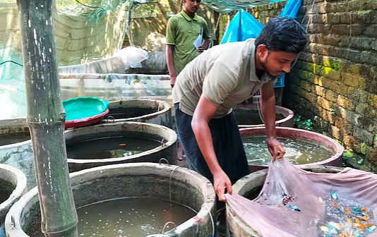 রাকিবের রঙিন মাছের খামার, মাসে আয় ৪৫ হাজার টাকা