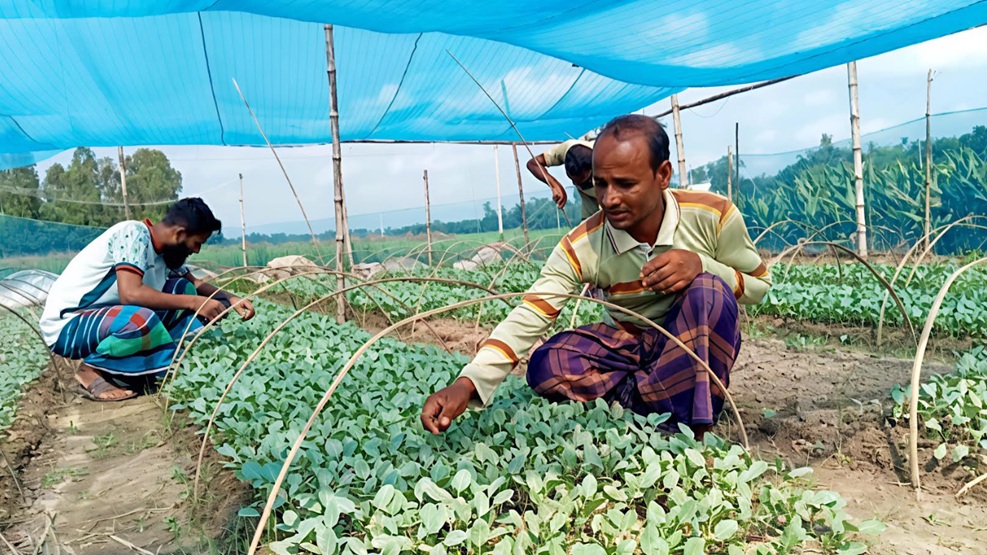 মাটিহীন চারা উৎপন্ন করে সফল উদ্যোক্তা লুলু