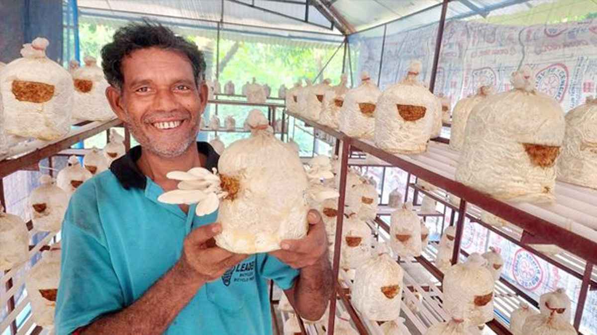 অসিত বসুর মাশরুম চাষ, মাসে বিক্রি ১০০ কেজি