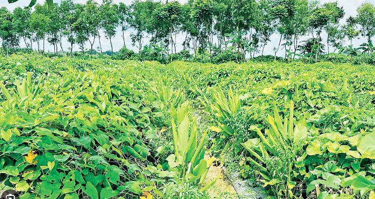 একই জমিতে একসঙ্গে ৬ ফসল চাষ