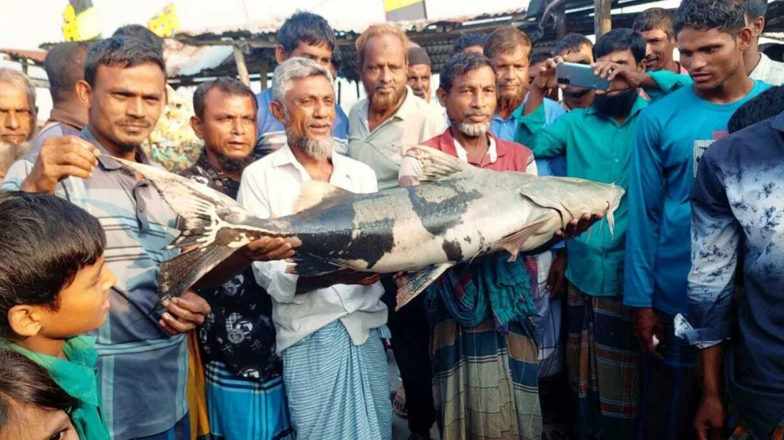 সাড়ে ২১ হাজার টাকায় বিক্রি হলো মেঘনায় ধরা পড়া সেই বাঘাইড় 