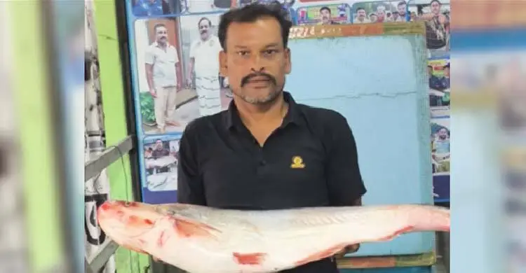 সেই ঢাই মা‌ছ ২৯ হাজারে বি‌ক্রি