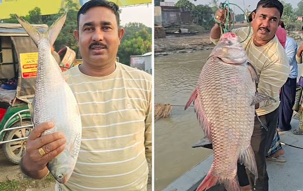 পদ্মার এক ইলিশ ও এক কাতলা ৬০ হাজারে বিক্রি