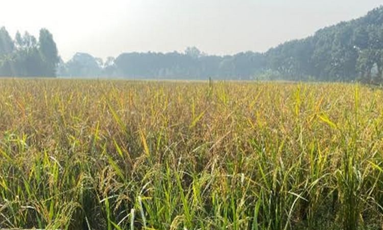 মুন্সীগঞ্জে রোপা আমন ধান কাটা শুরু