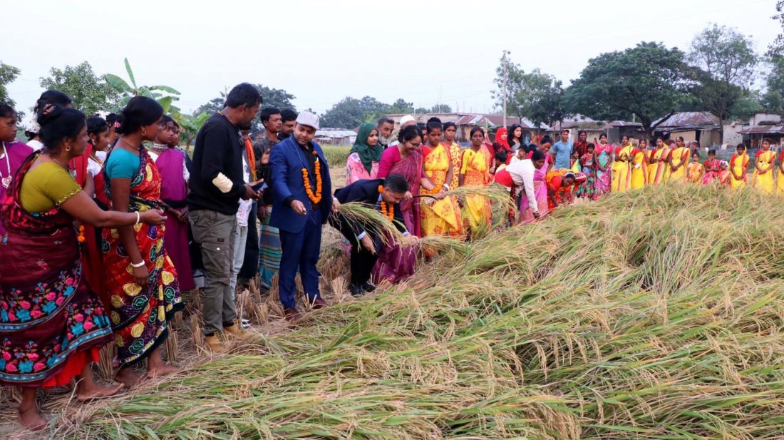 মিরসরাইয়ে চলছে আমন ধান কাটার উৎসব