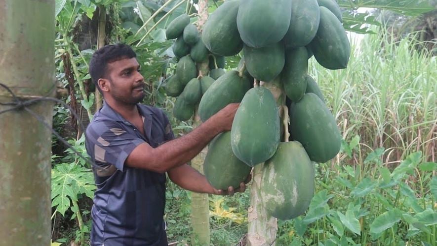 কচুর লতি আর পেঁপে চাষে ভাগ্য বদলেছেন বরিশালের কৃষি উদ্যোক্তা বিকাশ 