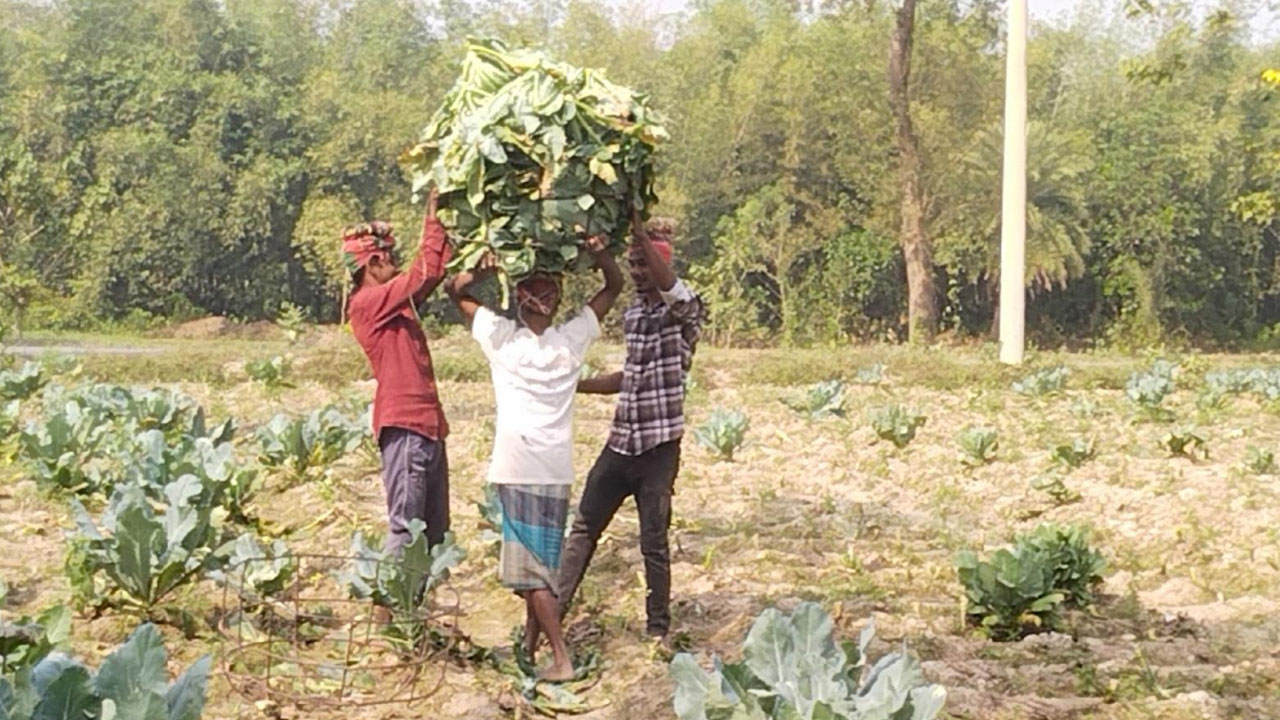 ফুলকপি চাষে লোকসান ঘুচে কৃষকের মুখে হাসি