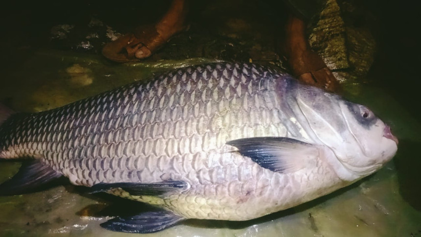 কর্ণফুলীতে কেচকি জালে ২৩ কেজি কাতল মাছ