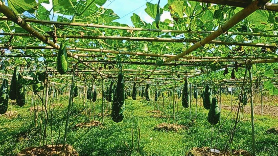 বারোমাসি লাউয়ের নতুন জাত উদ্ভাবন