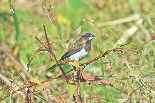 কুরমা অভয়াশ্রমের পাহাড়ি মুনিয়া