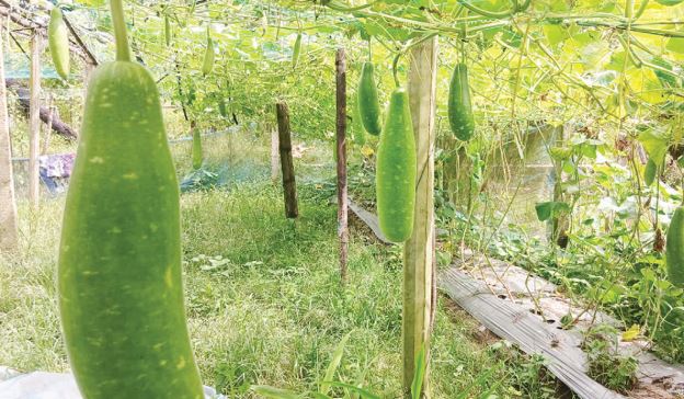 দাগনভূঞায় কীটনাশক ছাড়া লাউ চাষে সাফল্য