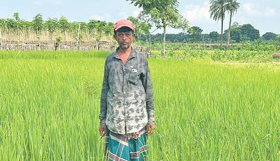 ভাষামানিকসহ ১০ জাতের ধান সংরক্ষণ করতে চান কৃষক সোহেল