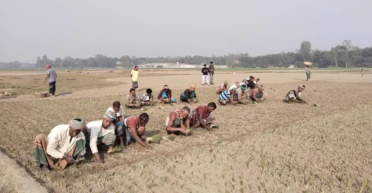 মানিকগঞ্জে পেঁয়াজের চারা রোপণ শুরু, লক্ষ্যমাত্রা কত?