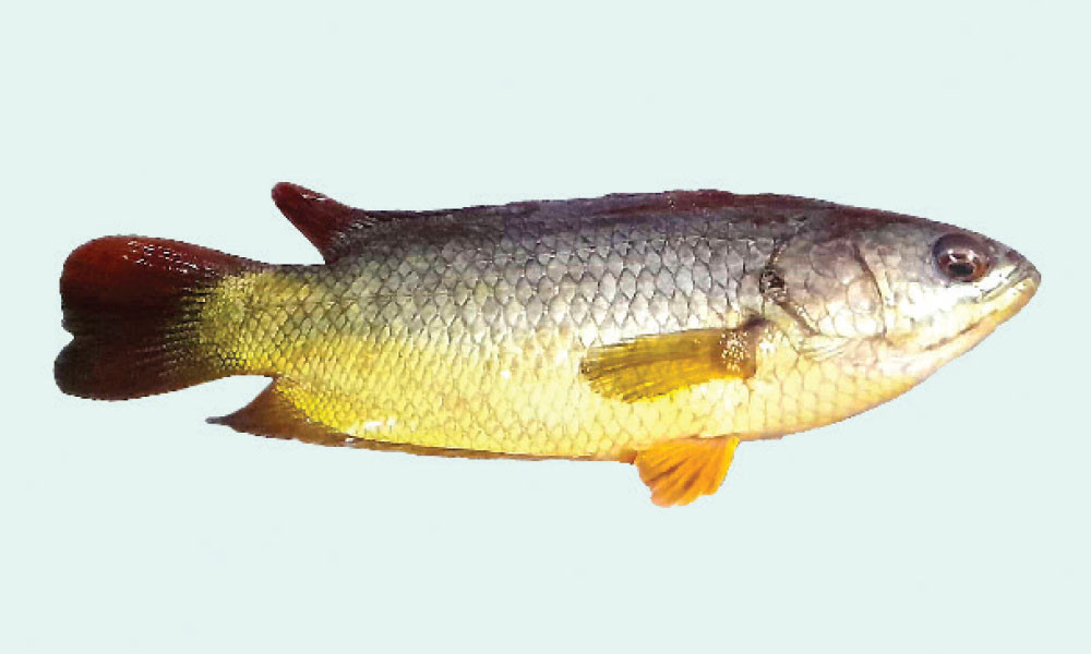 হারিয়ে যাচ্ছে দেশি কই