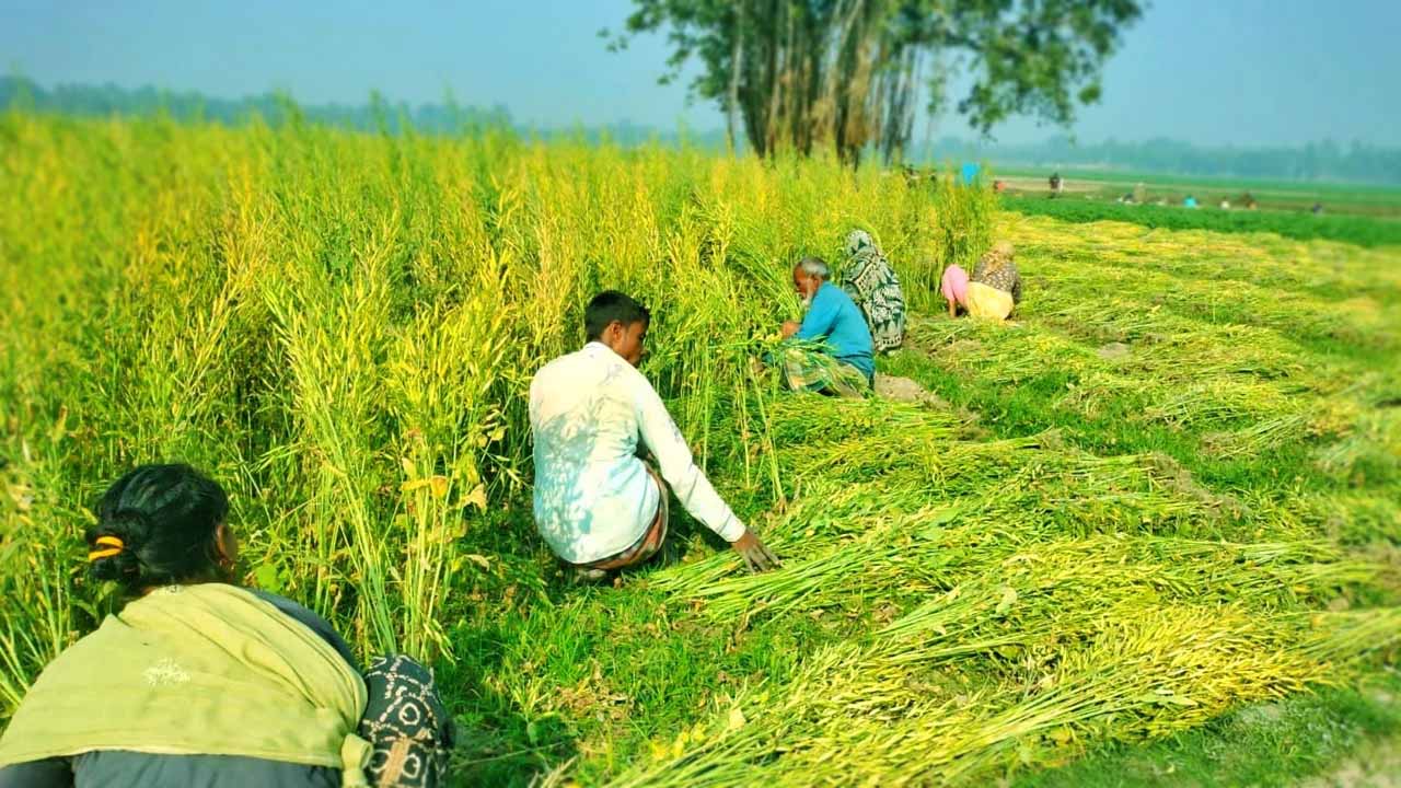নীলফামারীতে আগাম সরিষার বাম্পার ফলন, কৃষকের মুখে হাসি