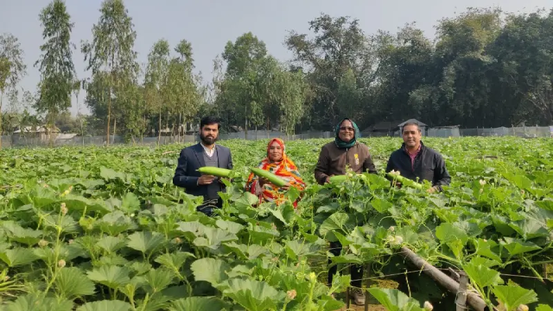 সুপার গ্রিন জাতের লাউ চাষ, দৃষ্টান্ত স্থাপন করলেন খানসামার কৃষক