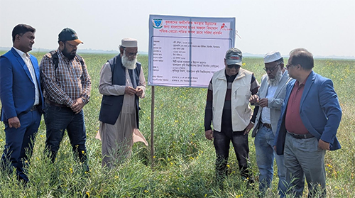বাকৃবির গবেষণা -হাওরে সরিষা চাষে নতুন সম্ভাবনা