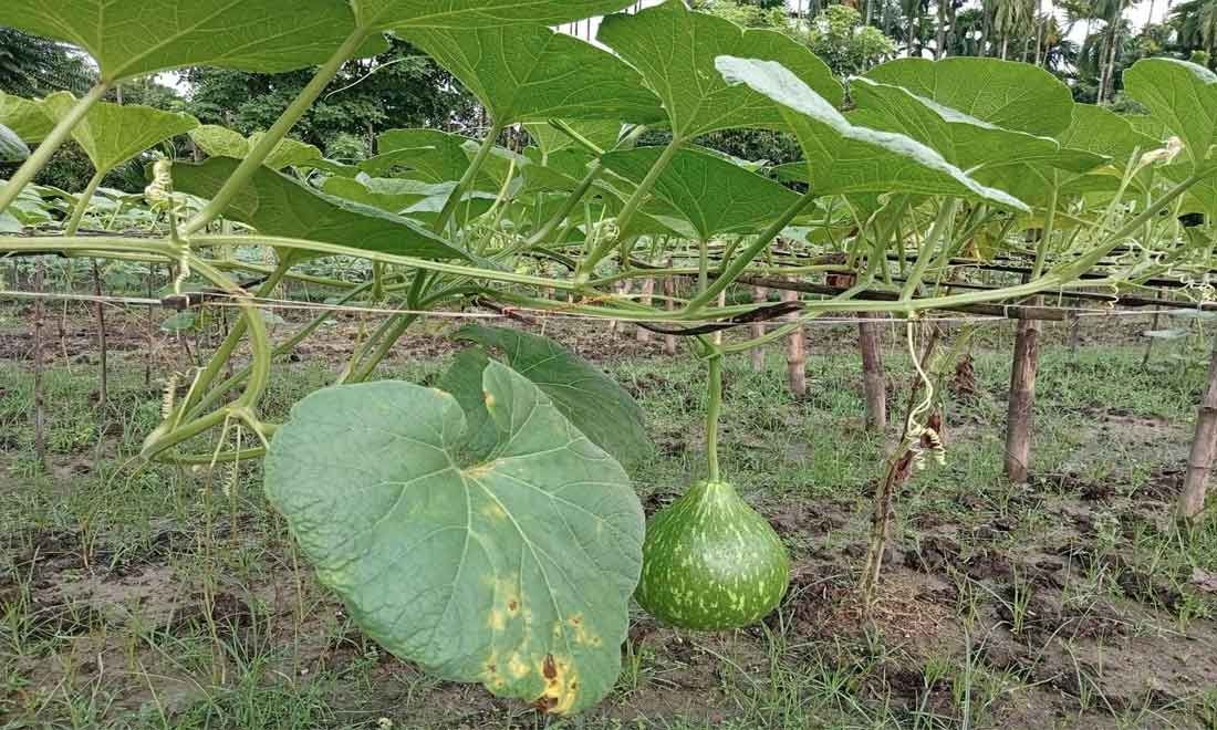 লালমনিরহাটে মাচায় লাউ চাষে লাভবান কৃষক