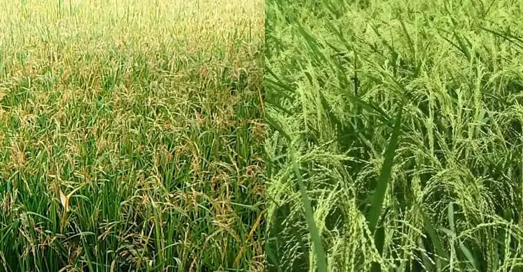 ফাল্গুন মাসে বোরো ও আউশ ধান চাষে করণীয়