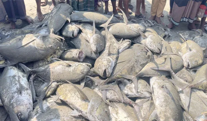 টেকনাফে জালে ধরা পড়ল দেড় শতাধিক তবল মাছ