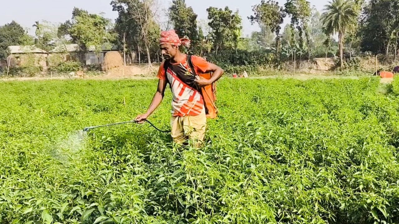 জামালপুরের কাঁচামরিচ রপ্তানি হচ্ছে মালয়েশিয়ায়