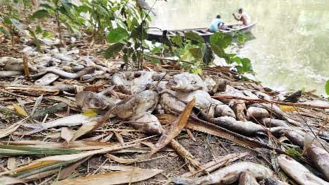 ভোলাহাটে পুকুরে একসাথে ২৫ মণ মাছের মৃত্যু